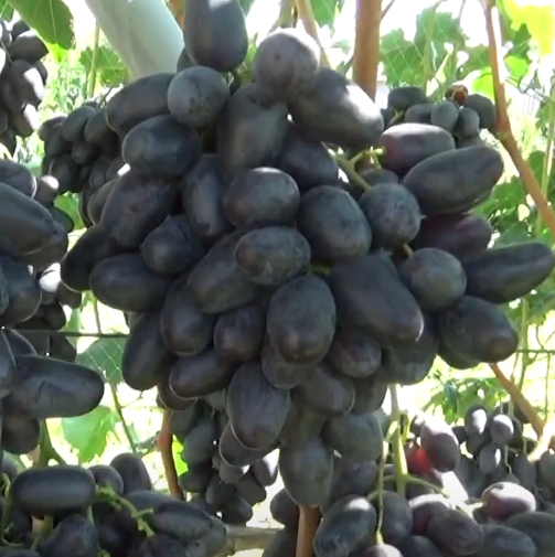 Виноград "Рембо"